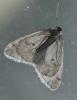 Theria primaria